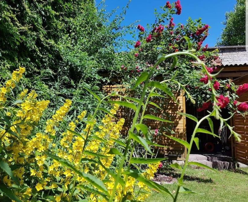City Appartement Mit Garten, Zentral Und Trotzdem Ruhig Cottbus Luaran gambar